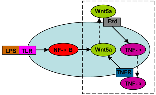 Figure 4 The positive feedback loop between Wnt5a and inflammatory cytokines (e.g.