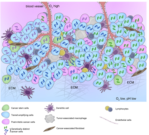 Intratumoral heterogeneity represented by cancer cells with different DNA color (genetic) and different cytoplasm color (epigenetic) in the context of different tumor microenvironment resulting from different stromal cell compositions and biophysical properties such as differences in extracellular matrix composition (stiffness), perfusion (hypoxia and acidosis), and other factors.