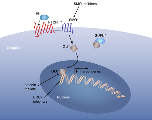 An example of different therapy resistance mechanisms to a targeted therapy.