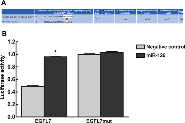 Targeting relationship between miR-126 and EGFL7.