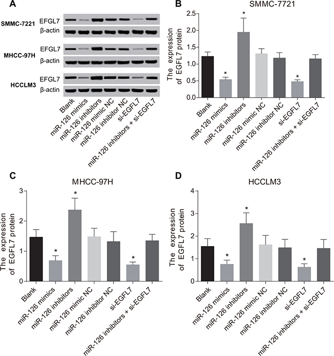 The protein expression of EGFL7 in SMMC-7721, MHCC-97H and HCCLM3 cells after transfection.