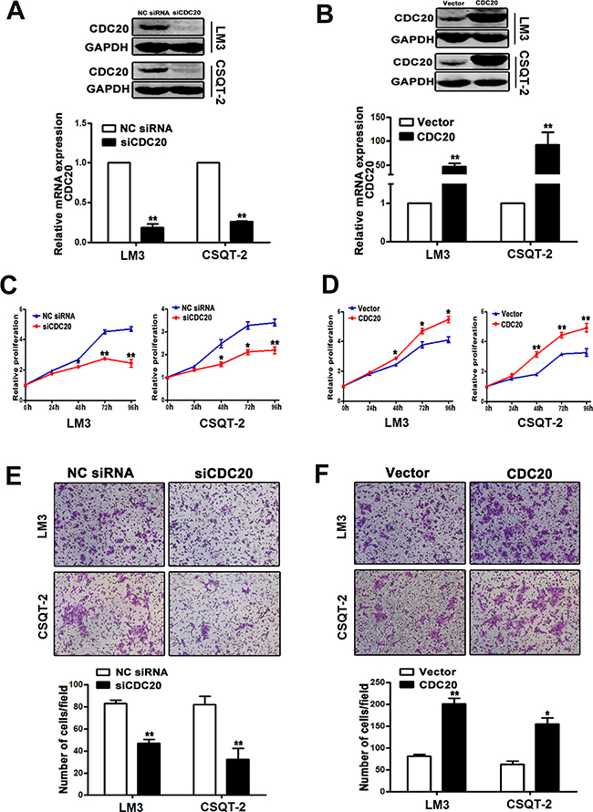 Effect of CDC20 knockdown and overexpression on HCC cell behavior.