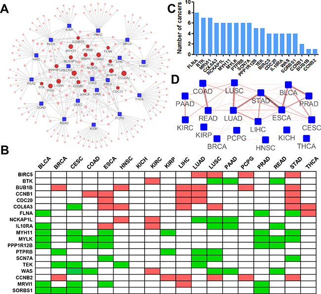 Pan-cancer analysis using inFRank-identified influential genes.