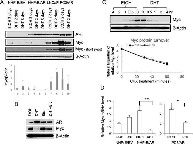 Androgen differentially regulated MYC expression.