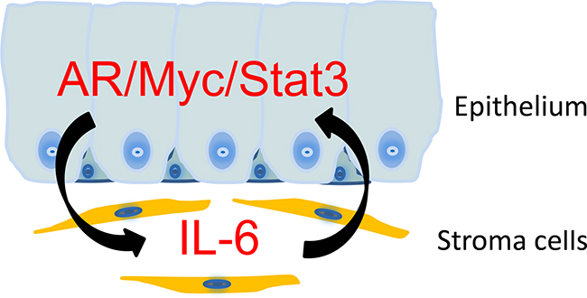 A schematic representation on the stromal/epithelial interaction in NHPrE1/AR tissue recombinants.