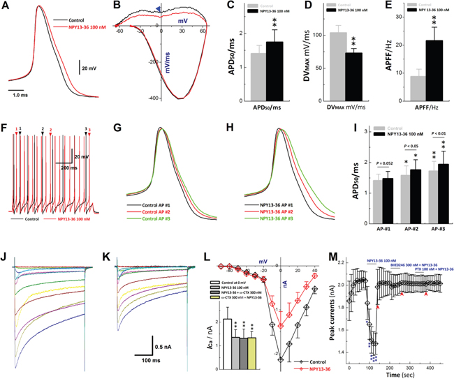 Effects of NPY13-36 on AP discharge profiles and ICa in identified Ah-type BRNs.