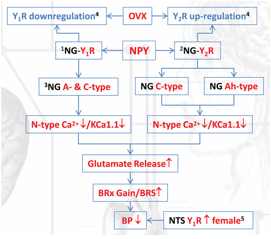 The schematic diagram regarding the cellular mechanism underlying neuropeptide Y-mediated sex- and afferent-specific neurotransmissions of blood pressure regulation.