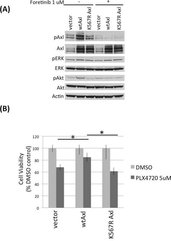 Axl overexpression protects DBTRG-05MG TNPCs from PLX4720 induced viability loss.