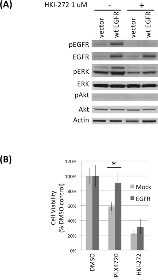 EGFR overexpression protects DBTRG-05MG TNPCs from PLX4720 induced viability lost.
