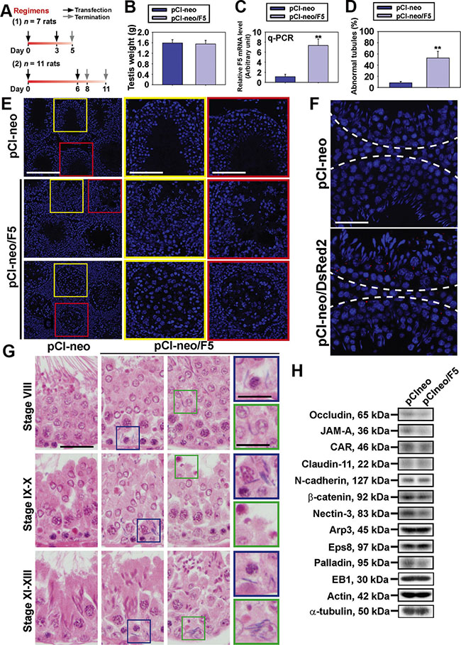 Overexpression of F5 peptide impairs spermatogenesis in vivo.