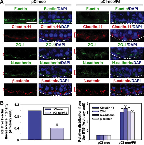 Overexpression of F5-peptide perturbs distribution TJ and basal ES proteins at the BTB through changes in the organization of F-actin in adult rat testes in vivo.