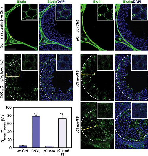 Overexpression of F5-peptide in the test is perturbs BTB function in vivo.