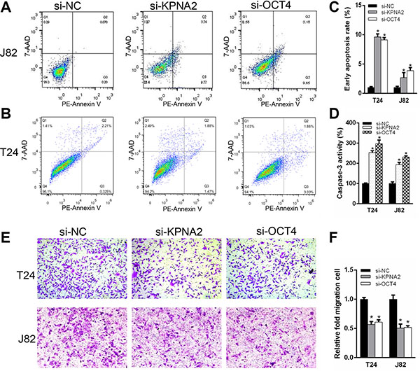 Silencing KPNA2 and OCT4 stimulate cell apoptosis and suppress cell migration ability of the bladder cancer cells.