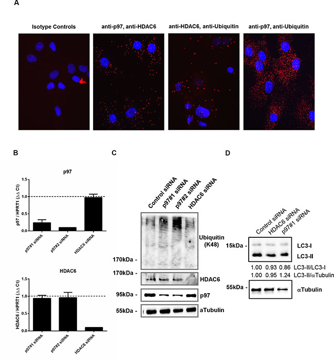 Intracellular interaction among p97, HDAC6 and polyubiquitinated proteins and the effect of silencing of p97 or HDAC6 on the expression of their interacting partners in RASFs.