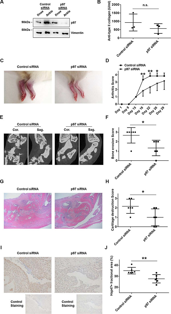 Effects of p97 inhibition in an in vivo arthritis model.