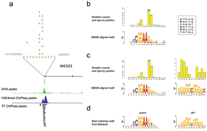 The relationship of clustered promoter mutations to transcription factor binding motifs.