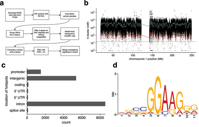 Unbiased, background-corrected, whole genome search of melanoma TCGA data.