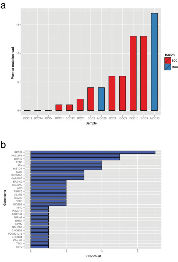 Merkel cell carcinoma and basal cell carcinomas possess the same type of mutation clusters as melanoma.