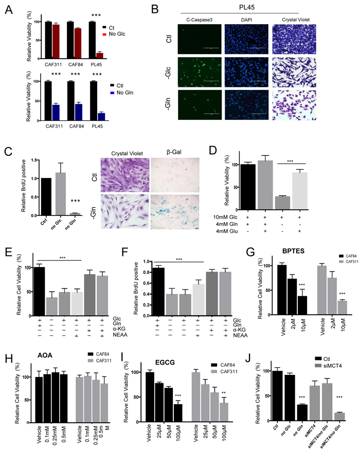 Unique metabolic dependences of cancer associated fibroblasts.