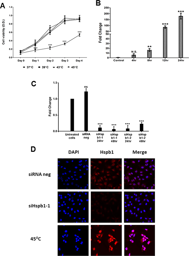 The cell viability and Hspb1 mRNA expression in murine B16 melanoma cell line after hyperthermic treatment, and knock down of Hspb1 by siRNA transfection