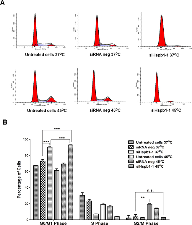 Flow cytometric analysis of the effect of heat shock (45&#x00B0;C) and Hspb1 siRNA transfection on cell cycle regulation in B16 cell line using PI staining.