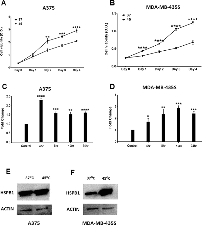 The cell viability and HSPB1 mRNA expression in human melanoma cell line after hyperthermic treatment.