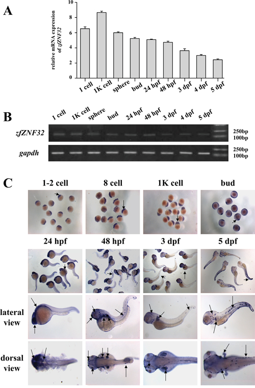 ZfZNF32 expression pattern during early embryonic development.