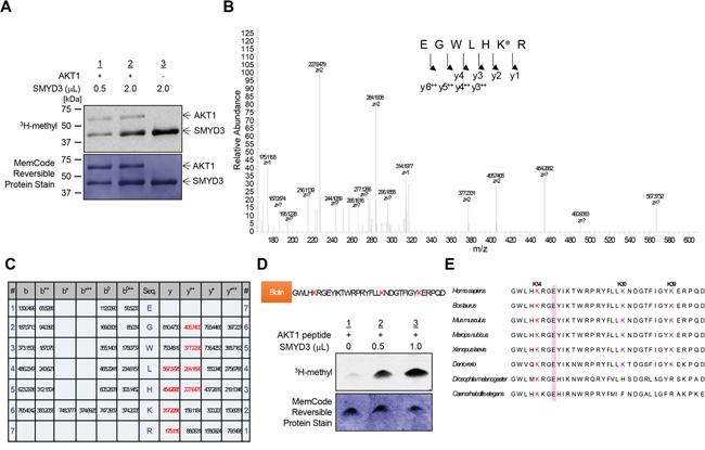 SMYD3 methylates AKT1 in vitro.