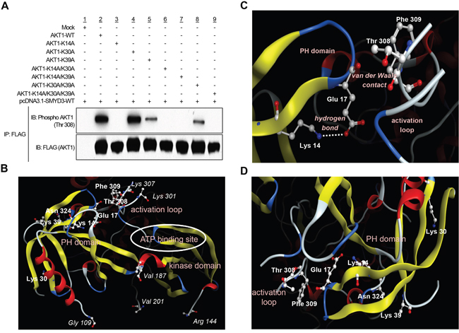 SMYD3-mediated lysine 14 methylation is critical for AKT1 activation.