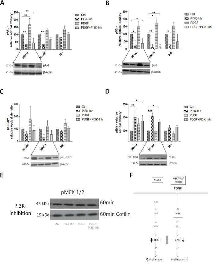 Western Blot analysis representing the effects of PDGF stimulation and/or PI3K inhibition on the PI3K/Akt/mTOR and MAPK pathway in HT29 cells F.