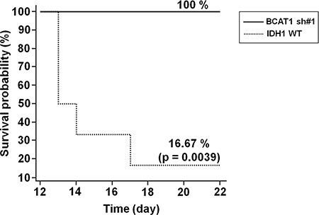 Survival rate of GBM rat models.