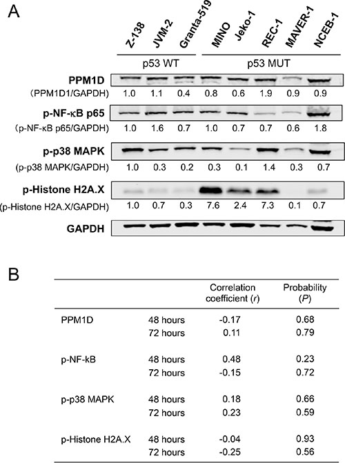 Basal levels of PPM1D and phosphorylated protein levels of PPM1D targets did not determine the sensitivity of mantle cell lymphoma (MCL) cells to GSK2830371.