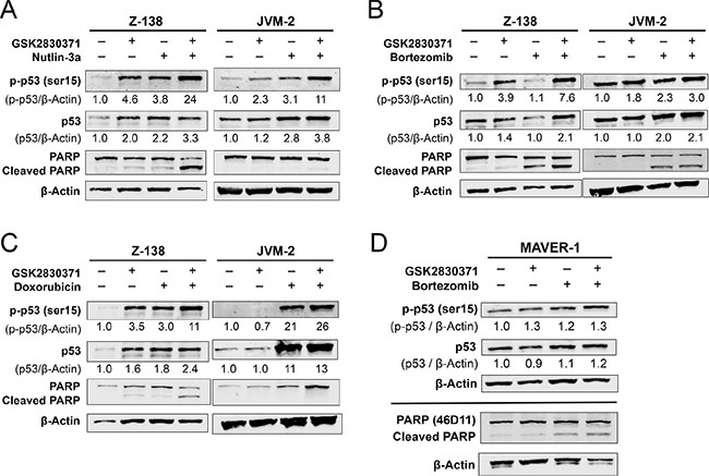 GSK2830371 enhances p53 activation and apoptosis induction by Nutlin-3a, bortezomib, and doxorubicin.