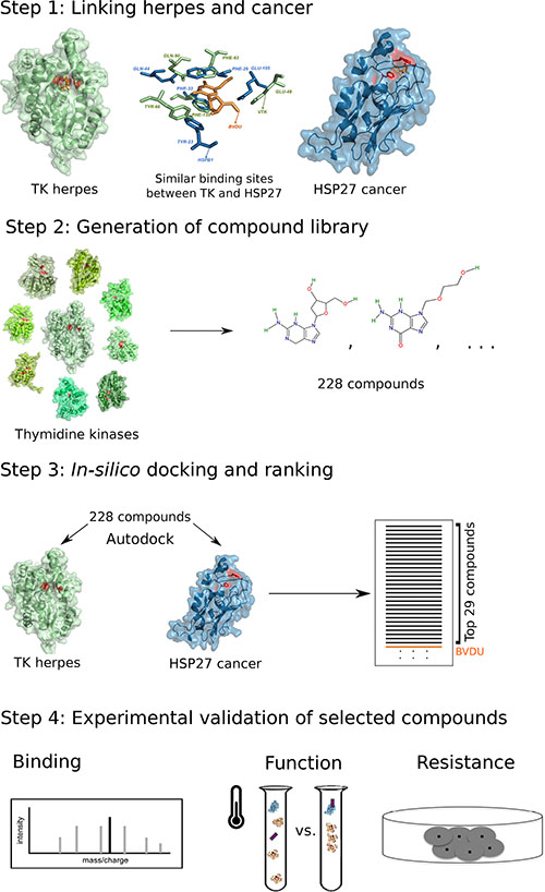 Computational drug repositioning pipeline to predict HSP27 binders.