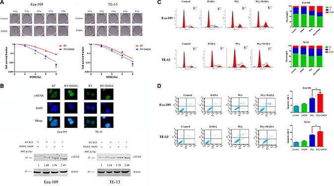 DADA sensitized ESCC cells to radiotherapy in vitro.