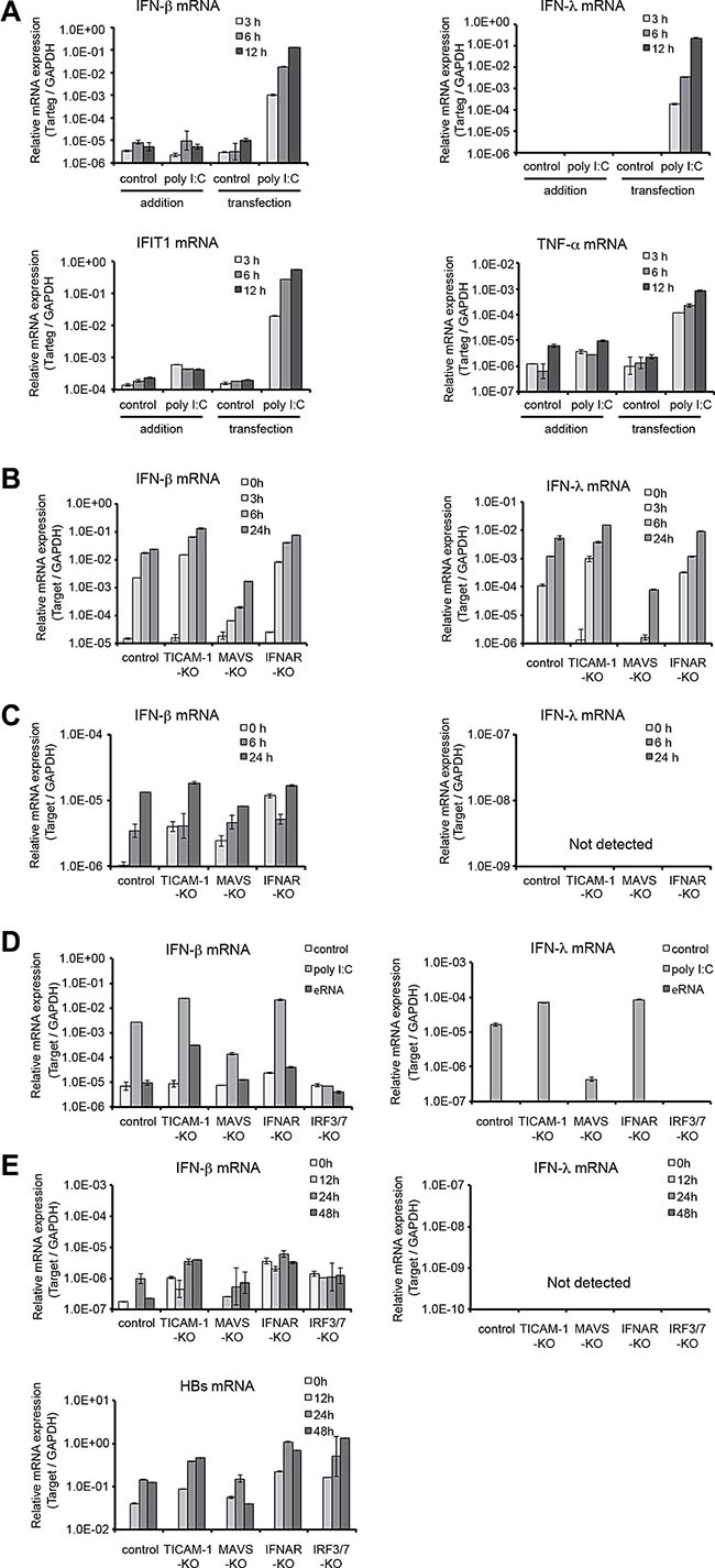 Interferon-inducible genes are expressed by MAVS-IFNAR pathway in immortalized mouse hepatocytes.