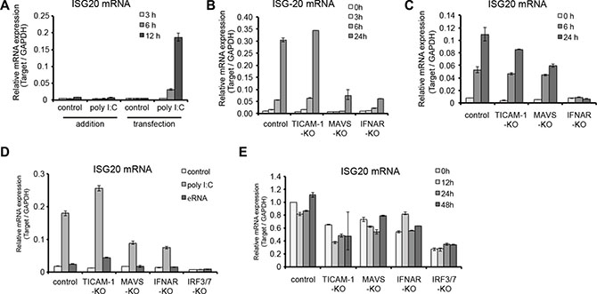 ISG20 is induced by type I IFN but not induced by HBV replication.