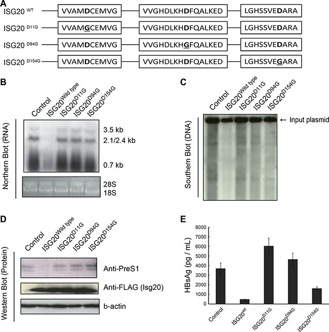 Mapping the exonuclease domain of Isg20 on the HBV antiviral activity.