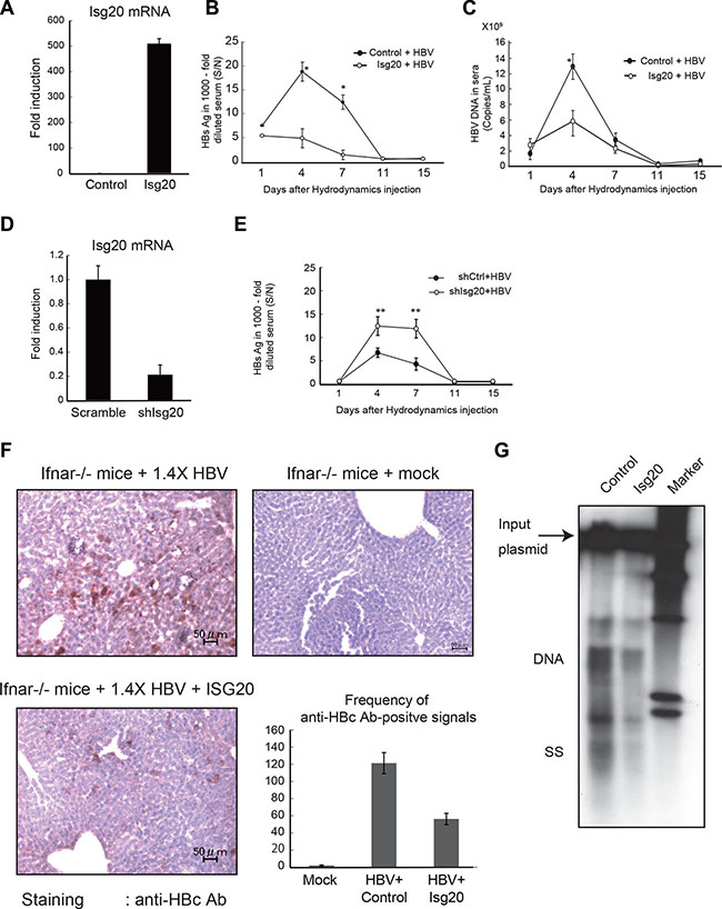 ISG20 suppresses HBV replication in Ifnar&#x2013;/&#x2013; mice liver.