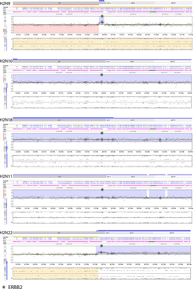Nexus screenshots of HER2-positive specimens ran on OncoScan.