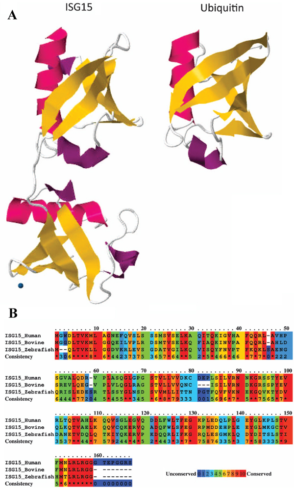 ISG15 protein structure.