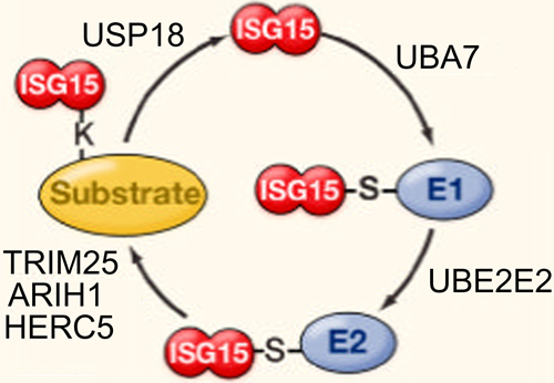 Reactions involved in ISGylation of ISG15 to substrate proteins.