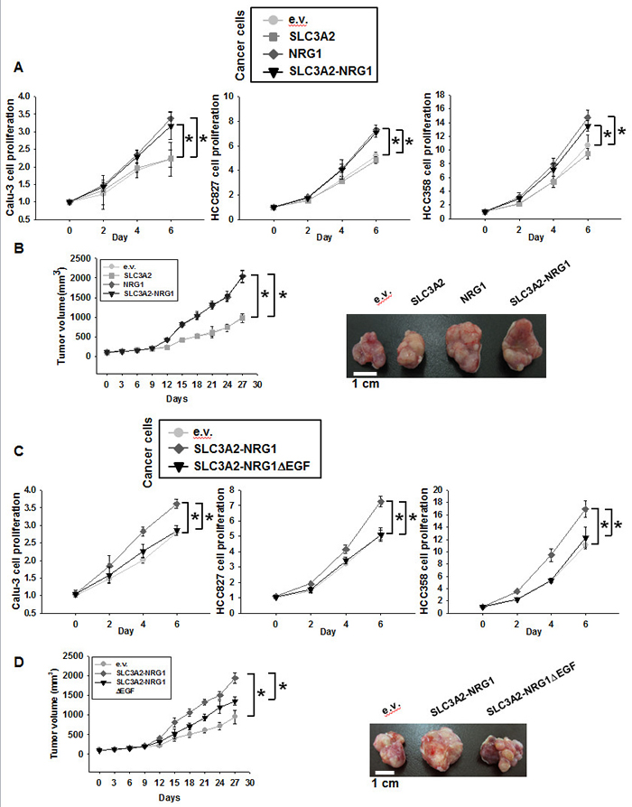 Oncogenic effects of expression of SLC3A2-NRG1 in cancer cells.