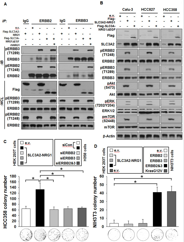 SLC3A2-NRG1 fusion gene induces ERBB2-ERBB3 heterocomplex formation and downstream signaling.