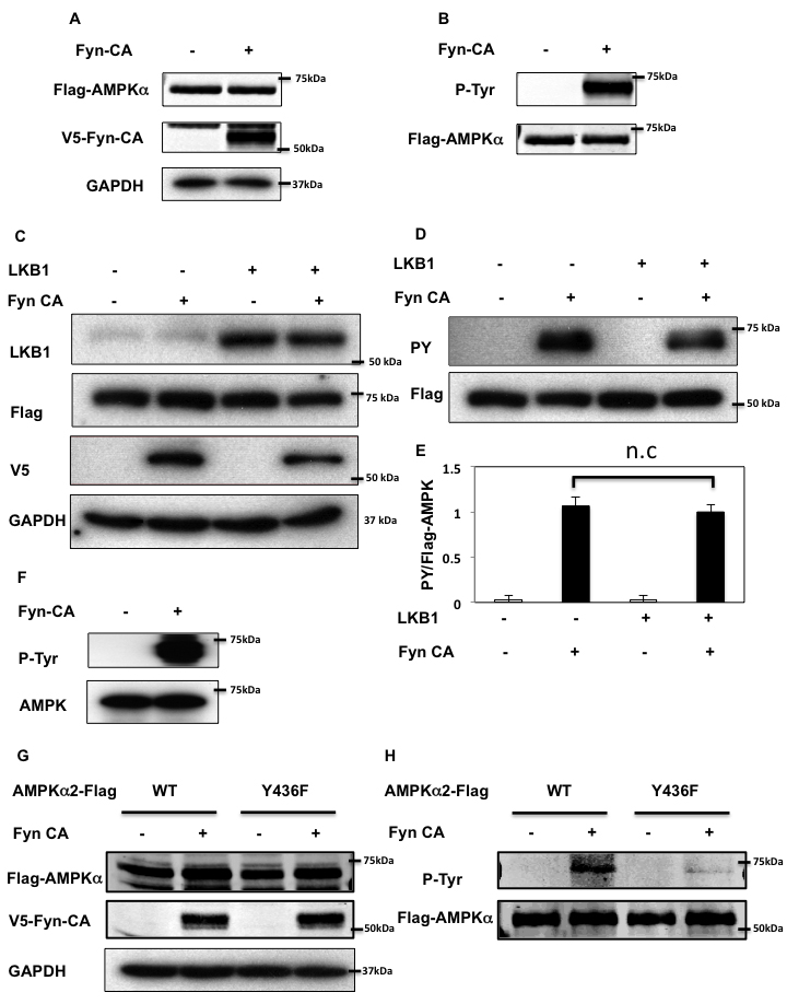 Fyn phosphorylates AMPK on tyrosine 436.