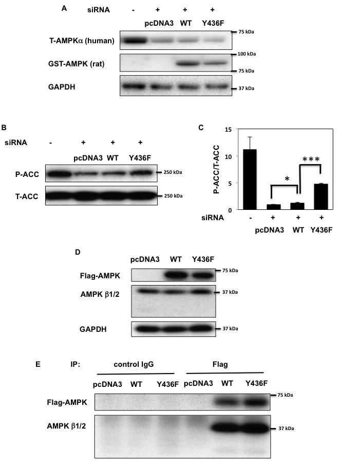 AMPK activity is decreased by tyrosine phosphorylation.