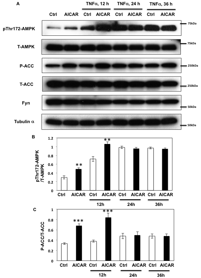 Prolonged TNF&#x3b1; stimulation suppresses AICAR dependent AMPK activation.