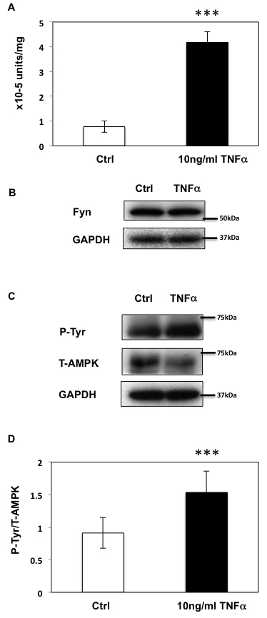 Prolonged TNF&#x3b1; stimulation up-regulates Fyn activity in HEK293T cells.