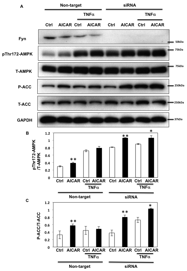 TNF&#x3b1; regulates AICAR-dependent AMPK activation via Fyn kinase.