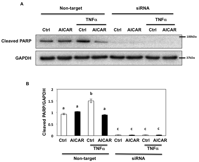 Fyn regulates metabolic stress- induced PARP cleavage through AMPK.